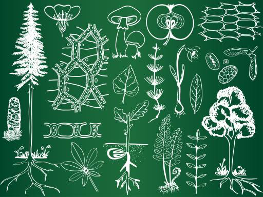 grøn, tegning, tegninger, træ, træer, blade, svampe, æble, frugt Kytalpa