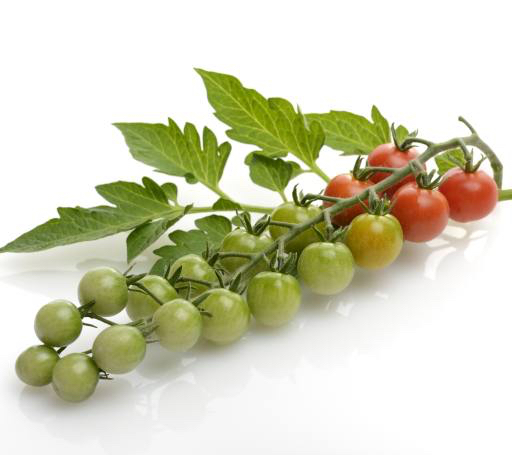 frugt, grøntsager, tomater, tomat, grøn, rød, blade, mad Svetlana Foote (Saddako123)