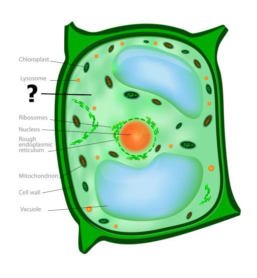 celle, cellulær, grøn, orange, chloroplast, nucleos, vakuole Designua