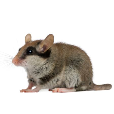 muis, rat, dierlijke Isselee - Dreamstime