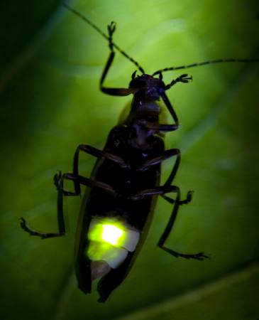 insect, dier, wild, klein, blad, groen Fireflyphoto - Dreamstime