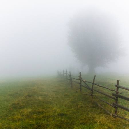 mist, veld, boom, omheining, groen, gras Andrei Calangiu - Dreamstime