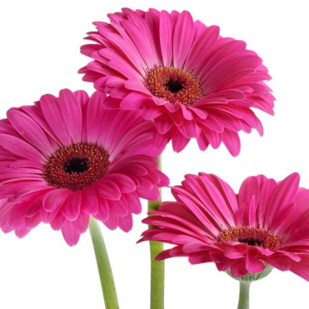 bloemen, bloem, roze, violet Tatjana Baibakova - Dreamstime