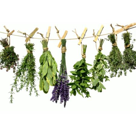 planten, groen, swingende, touw, bloem Angelamaria - Dreamstime
