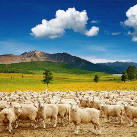 schapen, schapen, natuur, bergen, lucht, Wolk, kudde Dmitry Pichugin - Dreamstime