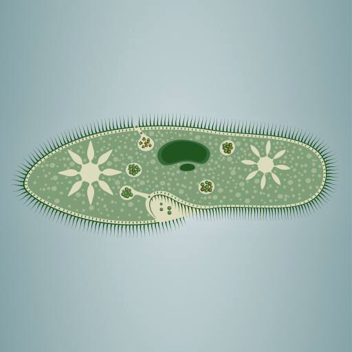 fodaftryk, alger, grøn, stjerne, mikroskopisk, væv Vladimir Zadvinskii (Vladimiraz)