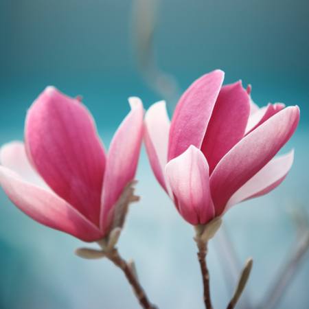 bloem, roze Sofiaworld - Dreamstime