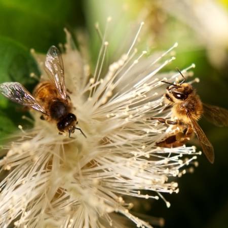 bijen, natuur, bij, polen, bloem Sheryl Caston - Dreamstime