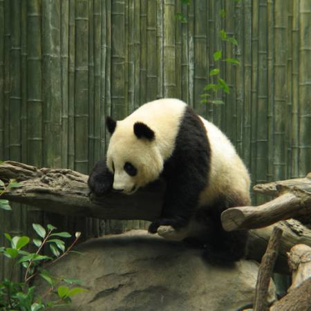 panda, draag, klein, zwart, wit, hout, bos Nathalie Speliers Ufermann - Dreamstime