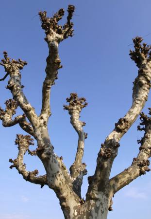 boom, natuur, bomen, hemel Bernhard Richter - Dreamstime