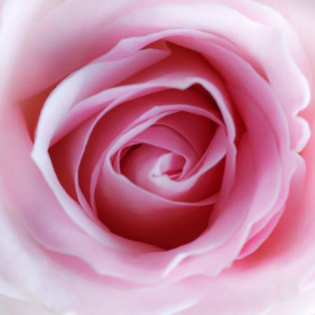 bloem, roze Misterlez - Dreamstime