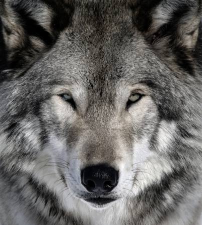 wolf, dier, wild, hond Alain - Dreamstime