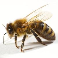 Pixwords Het beeld met bij, vlieg, honing Tomo Jesenicnik - Dreamstime