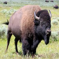 bizon, dier, groen, buffels, kamp Alptraum - Dreamstime