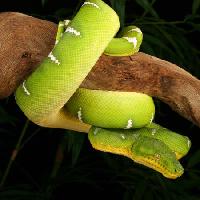 Pixwords Het beeld met slang, wild, tak, groen Johnbell - Dreamstime
