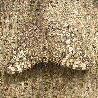 Pixwords Het beeld met vlinder, insect, boom, schors Wilm Ihlenfeld - Dreamstime