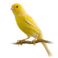 Pixwords Het beeld met vogel, geel Isselee - Dreamstime