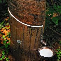 Pixwords Het beeld met hout, boom, melk Anatoli Styf - Dreamstime