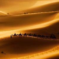 Pixwords Het beeld met sand, ørken, kameler, natur Rcaucino