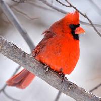 Pixwords Het beeld met fugl, rød, dyr, vilde (Markwatts104)
