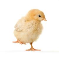 Pixwords Het beeld met kip, dierlijke, ei, geel Isselee - Dreamstime