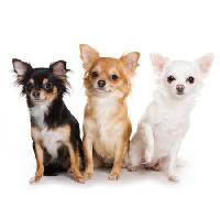 Pixwords Het beeld met honden, hond, drie, dier, dieren Anna Utekhina - Dreamstime