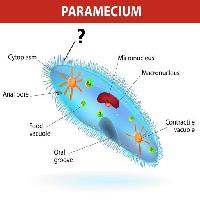 Pixwords Het beeld met paramecium, mikronukleus Designua