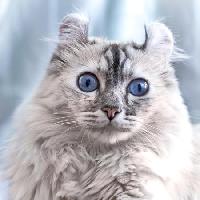 Pixwords Het beeld met kat, ogen, dier Eugenesergeev - Dreamstime