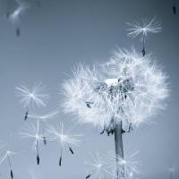 Pixwords Het beeld met bloem, vlieg, blauw, hemel, zaden Mouton1980 - Dreamstime