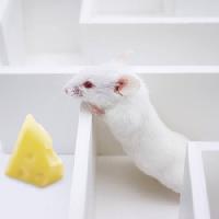 Pixwords Het beeld met muis, muizen, kaas, labyrint Juan Manuel Ordonez - Dreamstime
