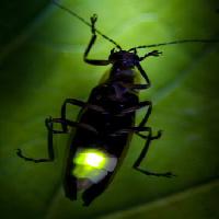 Pixwords Het beeld met insect, dier, wild, klein, blad, groen Fireflyphoto - Dreamstime