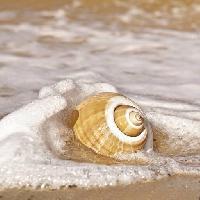 Pixwords Het beeld met hav, vand, shell, sand, strand Robyn Mackenzie (Robynmac)