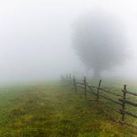 Pixwords Het beeld met mist, veld, boom, omheining, groen, gras Andrei Calangiu - Dreamstime