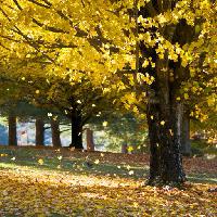 Pixwords Het beeld met træ, træer, efterår, blade, gul Daveallenphoto