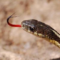 Pixwords Het beeld met slange, dyr, vilde Gerald Deboer (Jerryd)