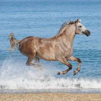 Pixwords Het beeld met hest, vand, hav, strand, dyr Regatafly