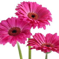 Pixwords Het beeld met bloemen, bloem, roze, violet Tatjana Baibakova - Dreamstime