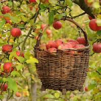 Pixwords Het beeld met appels, mand, boom Petr  Cihak - Dreamstime