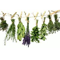planten, groen, swingende, touw, bloem Angelamaria - Dreamstime