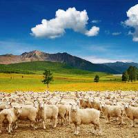 Pixwords Het beeld met schapen, schapen, natuur, bergen, lucht, Wolk, kudde Dmitry Pichugin - Dreamstime