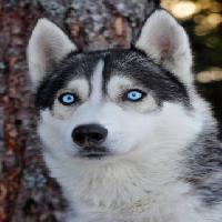 Pixwords Het beeld met hond, ogen, blauw, dier Mikael Damkier - Dreamstime