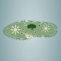 Pixwords Het beeld met fodaftryk, alger, grøn, stjerne, mikroskopisk, væv Vladimir Zadvinskii (Vladimiraz)