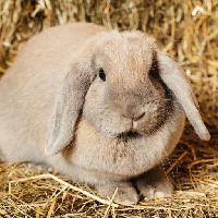 Pixwords Het beeld met bunny, kanin, dyr, vilde Petr Malyshev (Aberration)