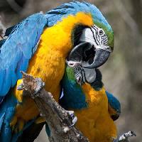 Pixwords Het beeld met papegaai, vogel, kleur, vogels Marek Jelínek - Dreamstime