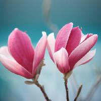 Pixwords Het beeld met bloem, roze Sofiaworld - Dreamstime