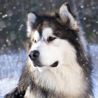 Pixwords Het beeld met wolf, hond, dier, wild Lilun - Dreamstime