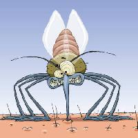 Pixwords Het beeld met mug, dieren, haar, vliegen, familie, infectie, malaria Dedmazay - Dreamstime