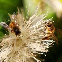 Pixwords Het beeld met bijen, natuur, bij, polen, bloem Sheryl Caston - Dreamstime