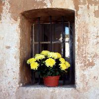 Pixwords Het beeld met blomster, blomster, vindue, gul, mur Elifranssens