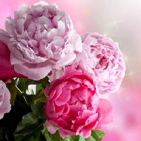 Pixwords Het beeld met bloem, bloemen, tuin, rose Piccia Neri - Dreamstime